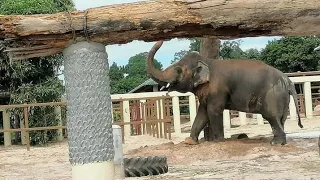 Kaavan Play Time | Day 5 Activities | Kaavan Latest Update | Cambodia Wildlife Sanctuary |