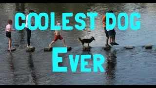 Coolest Dog Ever (Bolton Abbey) Ep2