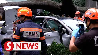 One dead, another injured as massive tree falls in KL city centre