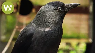 Ravens and crows -  the most intelligent birds in the world (animal documentary in HD)