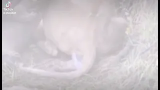 Lioness Giving Birth