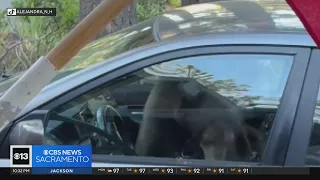 Bear gets trapped in car in South Lake Tahoe