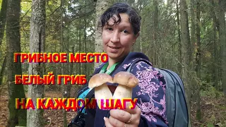 ДА, СКОЛЬКО ИХ !!! НАБРАЛИ ПОЛНЫЕ КОРЗИНЫ БЕЛЫХ НА СТАРОМ МЕСТЕ. Грибная Банда