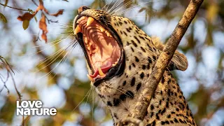 Young Leopard Enters Older Leopard's Territory and Wages War