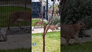 Как каракал Флоки охотится на чаузи Астрид 😼