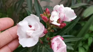 नई उगी कटिंग में आए सुंदर फूल 👉 flowering in new oleander cutting / summer flowering plants