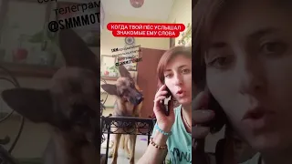 Знакомые слова #юмор #приколы #humor #shorts #shortvideo #standup #dog #собака #овчарка