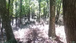 LOOKING FOR BIGFOOT - TREE TWIST