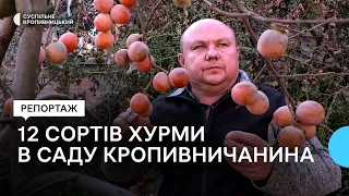 Кропивничанин виростив у своєму саду 12 сортів хурми