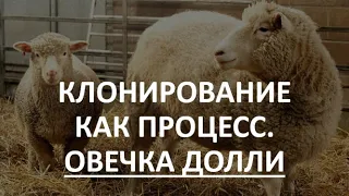 15. Клонирование  как процесс. Овечка Долли