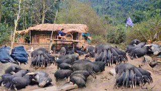 FULL VIDEO 100 days: Raising pigs from birth to sale, finding food for pigs