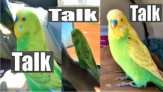 PEDRO the Budgie - Parrot can't stop talking