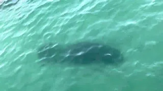 Manatee and cormorant bird