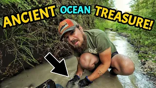 From Ocean Depths to Fossil Shores - The Hunt for Megalodon Shark Teeth and Ancient Seashells!