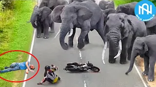 When Animals Go On A Rampage! Interesting Animal Moments CAUGHT ON CAMERA! #42