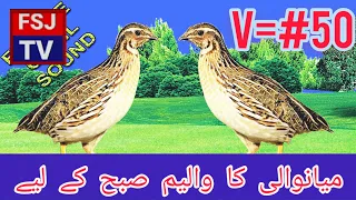 Batair volium /50 | Batair ki awaz | Common quail sound 50 | بٹیر کی آواز صبح کیلۓ|| FSJ TV #reels