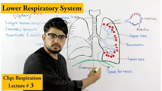 Trachea, bronchi, bronchioles and alveoli | Anatomy and Physiology |