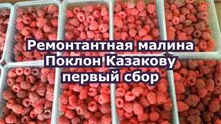 Ремонтантная малина Поклон Казакову первый сбор