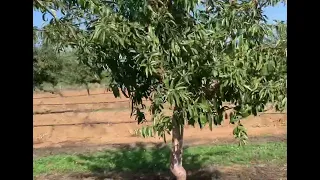 Portugal agriculture work #almonds cutting| Portugal agriculture work punjabi