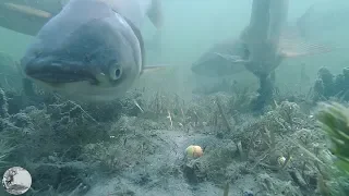 Подводные съемки ловли карпа+Рыбалка.