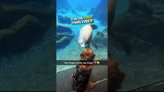 Sea Lion gives doggo some kisses ❤️