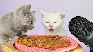 Cats Eating Delicious Cat Food ASMR MUKBANG