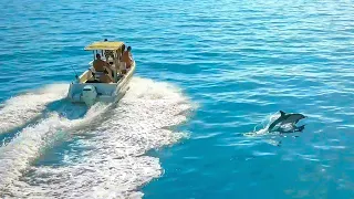 Group of Dolphins Chasing Boat in the Albanian Riviera at Kakome