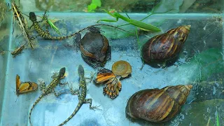Catch locusts, frogs, snails, butterflies, locusts near rivers and lakes