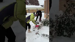 Выпал снег: срочно закрываем розы