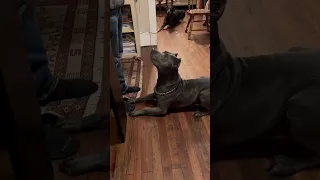 Blue nose pitbull lays down.