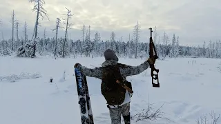 Её спрятали в глубине леса. Поиск избушки в тайге. Поход  в лес на охотничьих лыжах. Чай на морошке.