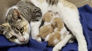 Mother Cat Feeding Milk To Her 5 Days Old Kittens She Is Kneading Too