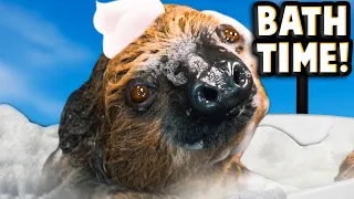 How To Give An Angry Sloth A Bath!