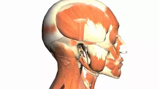 1.Skull tutorial 1   Bones of the Calvaria   Anatomy Tutorial PART 1