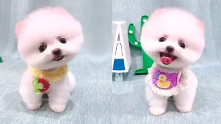 Tik Tok Chó Phốc Sóc Mini 😍🐶 Cute Dog Pomeranian #91