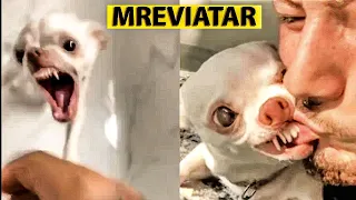 mreviatar Tiktok | Funny Tiktok angry Dogs Compilations all videos