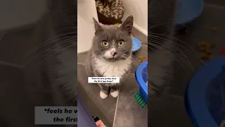 Always quarantine your kittens … even in bathrooms (The Moonpie Saga) | fortheloveofkittenrescue