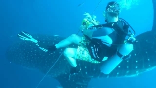 Whale shark trying to play with scuba-diver (Китовая акула играет с дайвером)