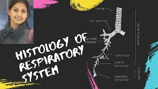 Histology of Respiratory system ( Slides of Epiglottis, Trachea and Lung)