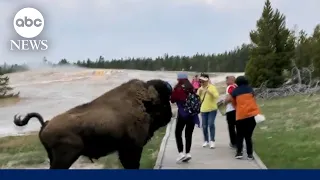 Tourist’s near-miss with Yellowstone bison caught on camera l GMA