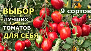 Результаты испытания 9 сортов помидоров