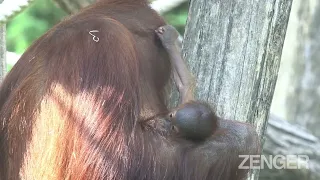 AHH-RANG-UTAN: Adorable New Orangutan Baby With Historic Name To Live Up To