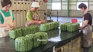 This is how China produces 100 million watermelons. Watermelon production.