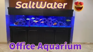 Office Saltwater Aquarium 🤩