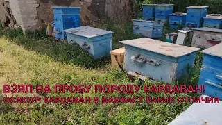 КАРДАВАН И БАКФАСТ порода есть порода взял на пробу✅🐝