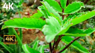 Costa Rica Part 2 IN 4K 60fps HDR (ULTRA HD) IN THE GARDEN @TastefulStreet