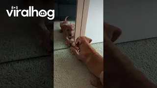 Labrador Retriever Romy Meets Herself In Mirror || ViralHog