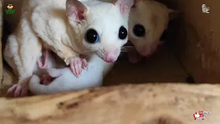 Sugar glider eating live insect| white/ leucistic glider twin babies| diet n breeding complete info.