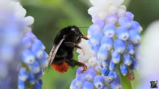 4K • A bumblebee in my garden • Amazing Nature