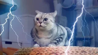 Cat's reacting to a thunder